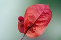 Red Bougainvillea flower Royalty Free Stock Photo